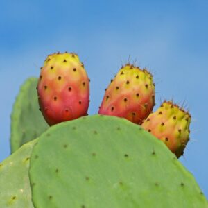 pallas, prickly pear cactus, prickly pears