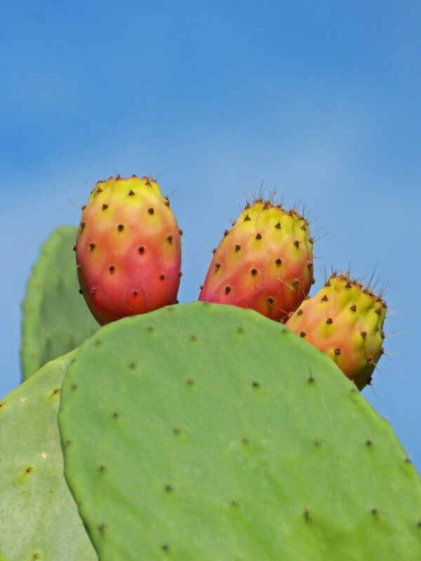 pallas, prickly pear cactus, prickly pears