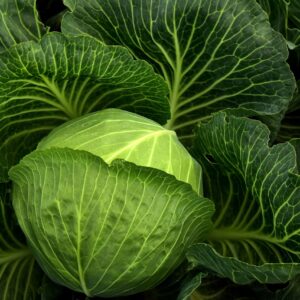 cabbage, cultivation, vegetables