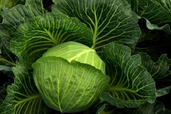 cabbage, cultivation, vegetables