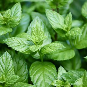 peppermint, mentha, leaves