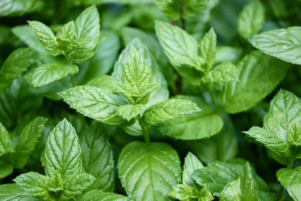 peppermint, mentha, leaves